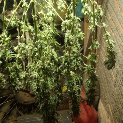 Colômbia kkau  growlog timeline photo