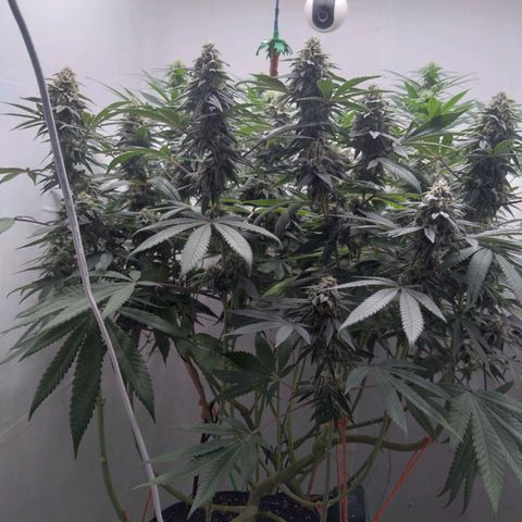 Limonada de Manga growlog timeline photo