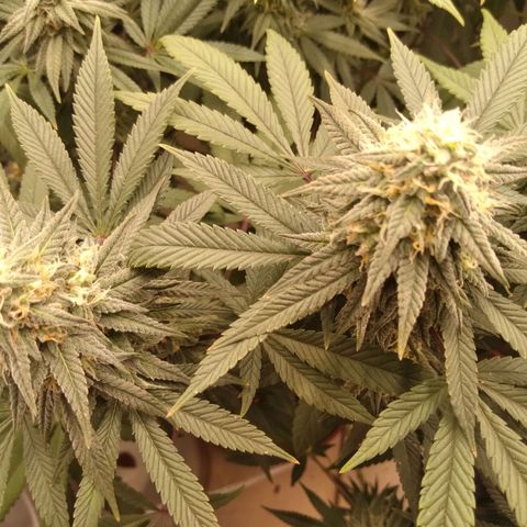 Limonada de Manga growlog timeline photo