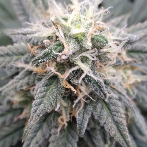 Limonada de Manga growlog timeline photo