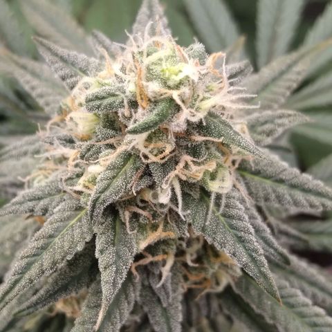 Limonada de Manga growlog timeline photo