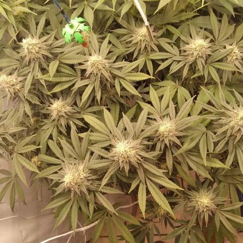 Limonada de Manga growlog timeline photo
