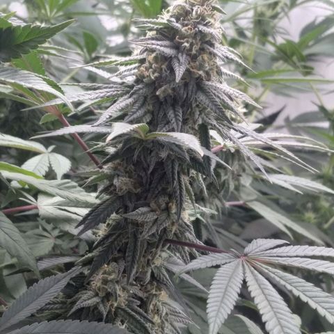Limonada de Manga growlog timeline photo