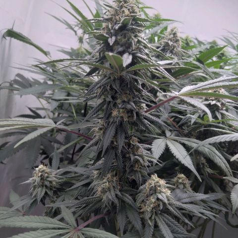 Limonada de Manga growlog timeline photo