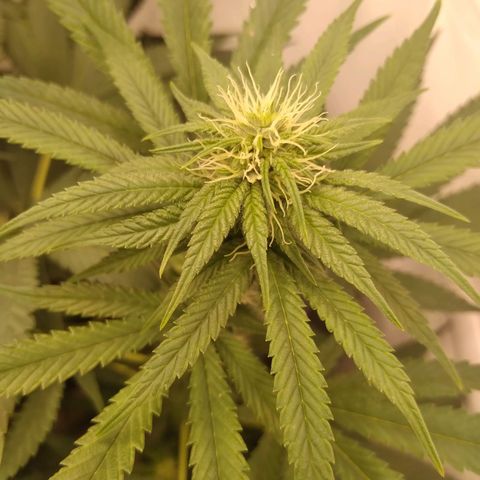 Milk-shake  growlog timeline photo