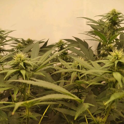 Milk-shake  growlog timeline photo