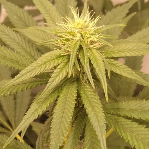 Milk-shake  growlog timeline photo