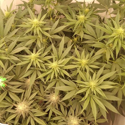 Milk-shake  growlog timeline photo