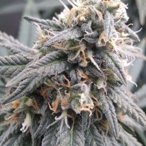 Limonada de Manga growlog timeline photo