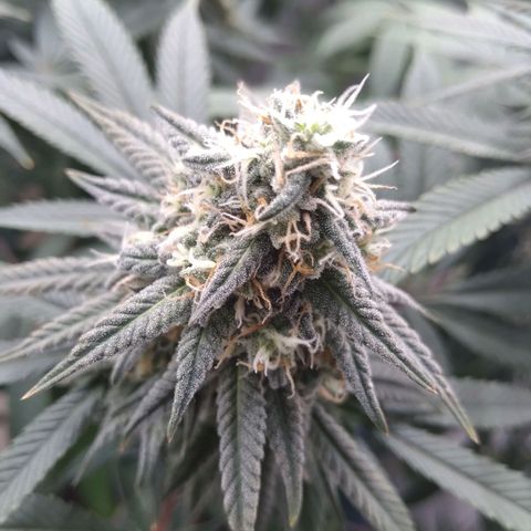 Limonada de Manga growlog timeline photo