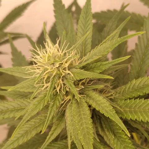 Milk-shake  growlog timeline photo
