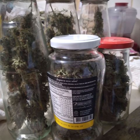 Strawberry banana kush  growlog timeline photo