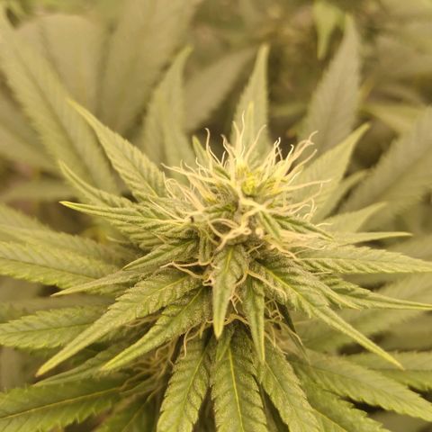 Milk-shake  growlog timeline photo