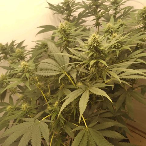 Milk-shake  growlog timeline photo