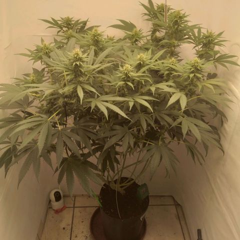 Milk-shake  growlog timeline photo