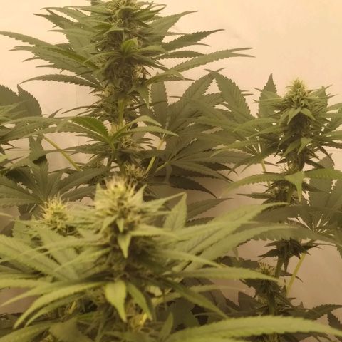 Milk-shake  growlog timeline photo