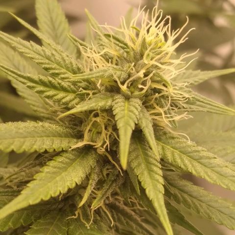 Milk-shake  growlog timeline photo