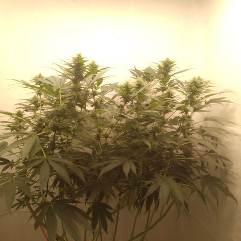 Milk-shake  growlog timeline photo