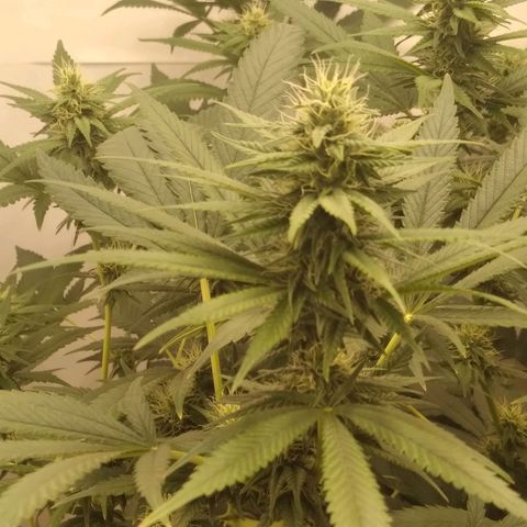 Milk-shake  growlog timeline photo