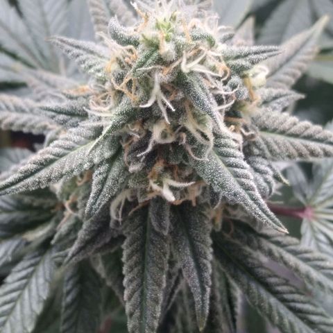 Limonada de Manga growlog timeline photo