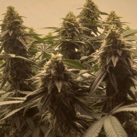 Limonada de Manga growlog timeline photo