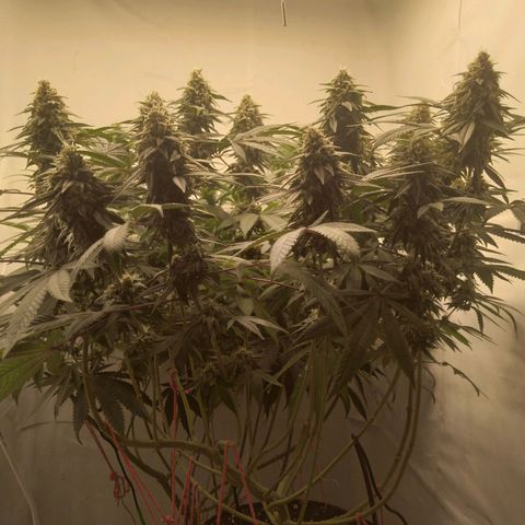 Limonada de Manga growlog timeline photo
