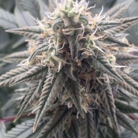 Limonada de Manga growlog timeline photo