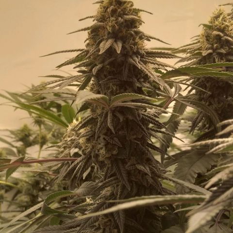 Limonada de Manga growlog timeline photo
