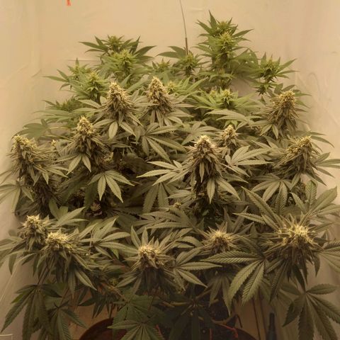 Limonada de Manga growlog timeline photo