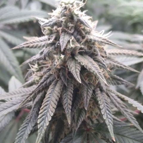 Limonada de Manga growlog timeline photo