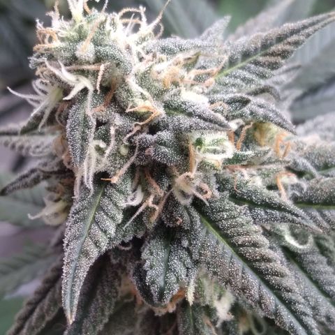 Limonada de Manga growlog timeline photo
