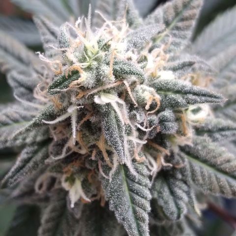 Limonada de Manga growlog timeline photo