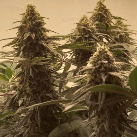 Limonada de Manga growlog timeline photo