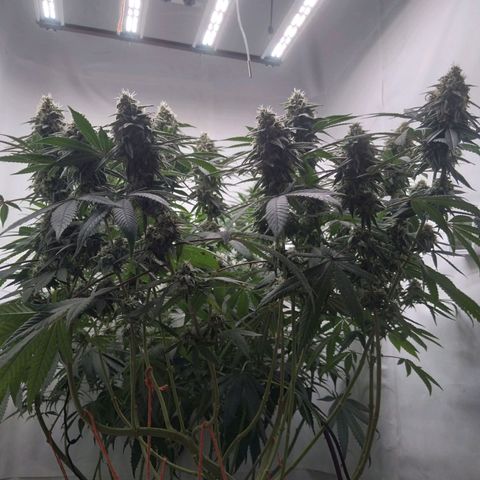 Limonada de Manga growlog timeline photo