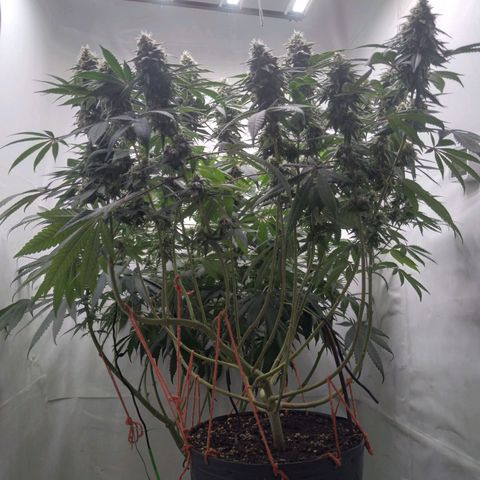 Limonada de Manga growlog timeline photo