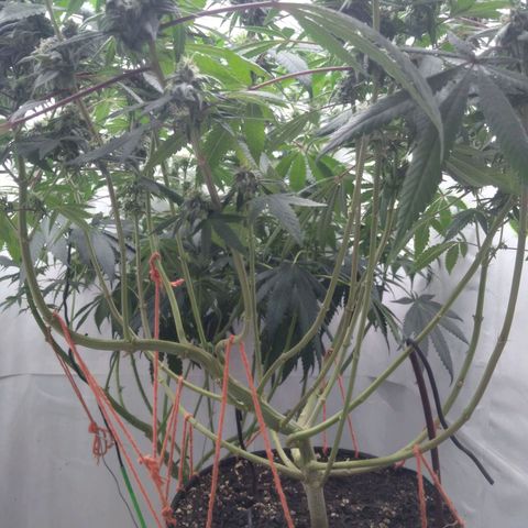 Limonada de Manga growlog timeline photo