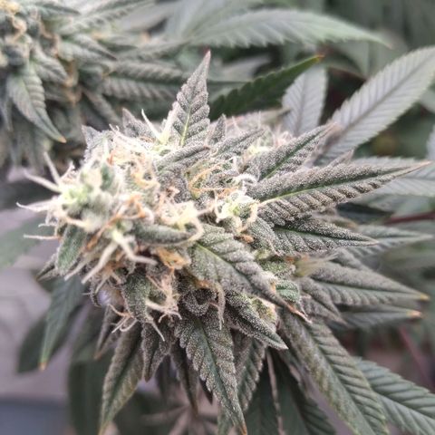 Limonada de Manga growlog timeline photo