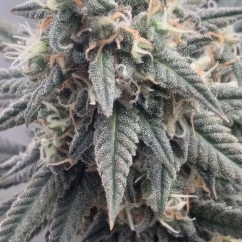 Limonada de Manga growlog timeline photo