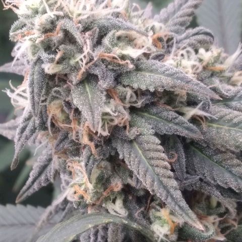 Limonada de Manga growlog timeline photo