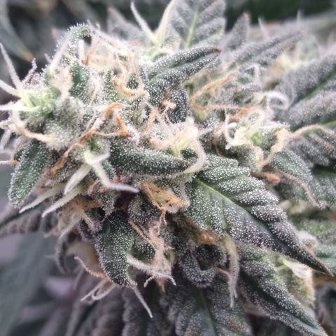 Limonada de Manga growlog timeline photo
