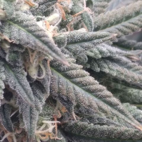 Limonada de Manga growlog timeline photo