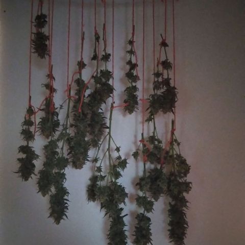 Limonada de Manga growlog timeline photo