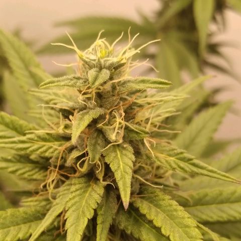 Milk-shake  growlog timeline photo
