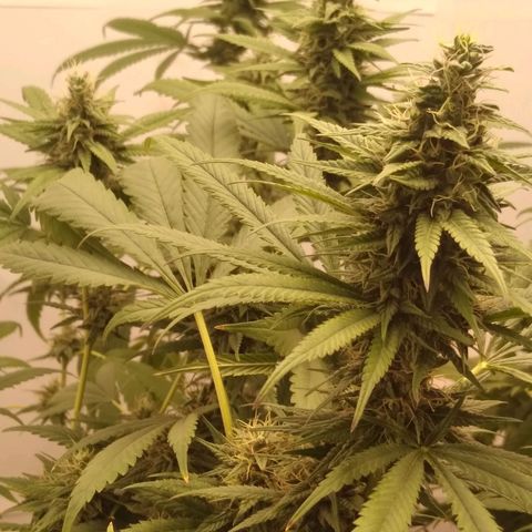 Milk-shake  growlog timeline photo