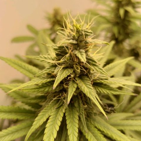 Milk-shake  growlog timeline photo