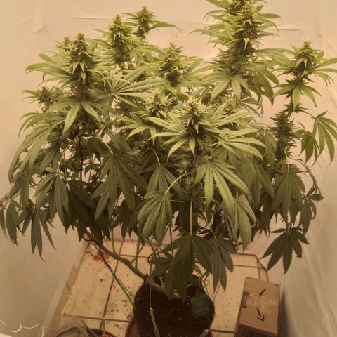 Milk-shake  growlog timeline photo