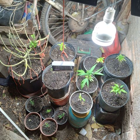 Colômbia kkau  growlog timeline photo