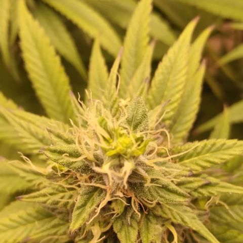 Milk-shake  growlog timeline photo
