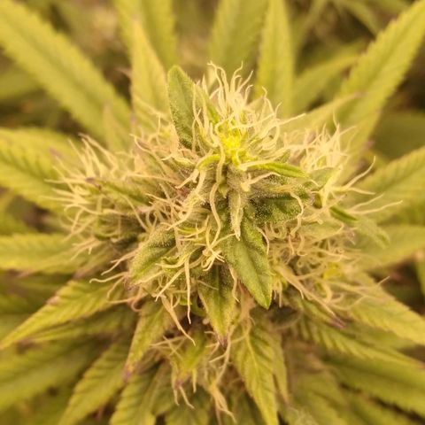 Milk-shake  growlog timeline photo