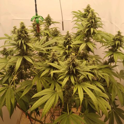 Milk-shake  growlog timeline photo